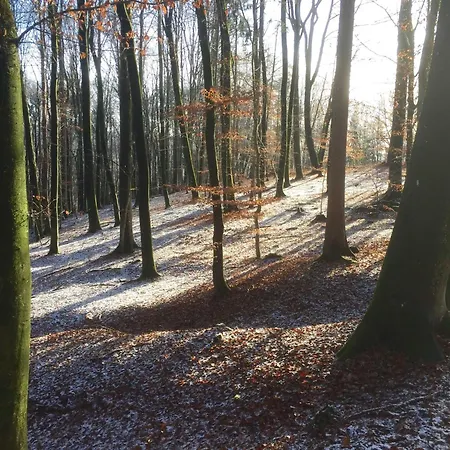 Baumgarten1 *