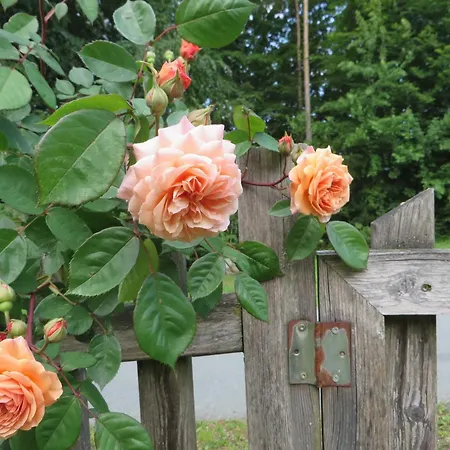 Tatil Evi Baumgarten1